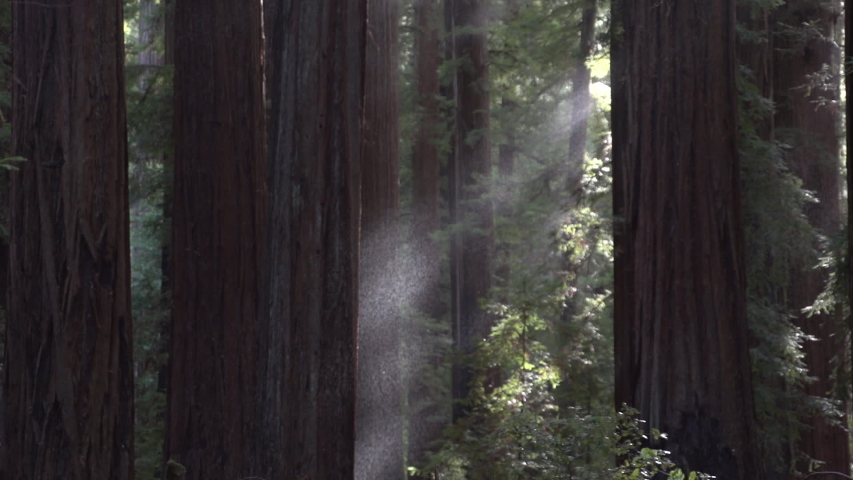 Redwood Forest Rain Falling through Giant Trees with Sun Rays Light catching the Humboldt California Fog in USA.
