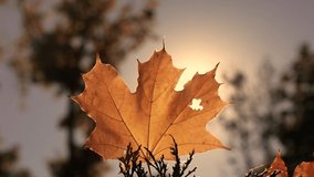Nature around us. Dry yellow autumn leaf.