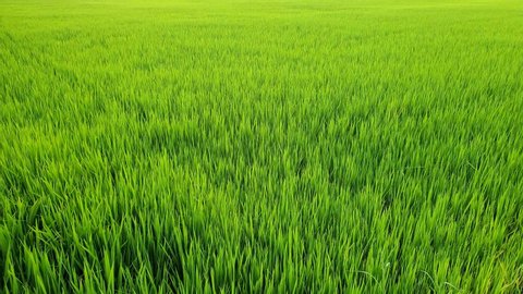 Green young rice field texture with the wind blowing, Green rice plants growing.