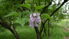 Lilac flowers on green leaves background. In the city Park
