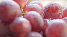 Close up view of fresh red grapes. Selective focus. Tracking shot.