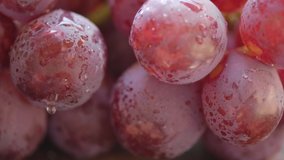 Close up view of fresh red grapes. Selective focus. Panning to the left.