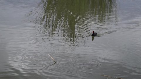 moorhen swimming in pond at wetlands park in las vegas nevada