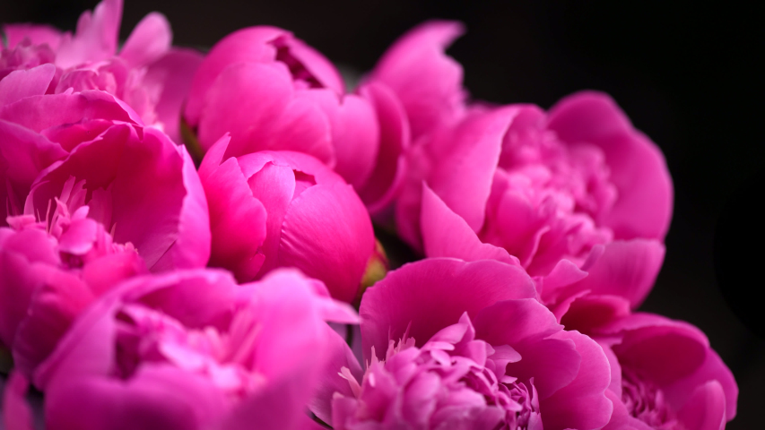 Beautiful Pink Peony Flowers Bouquet Stock Footage Video 100 Royalty Free 1030131626 Shutterstock