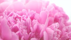 Beautiful pink peony bouquet background. Blooming peony or roses flowers spin around, close-up. Wedding backdrop, Valentine's Day concept. Birthday bouquet, bunch. Blossom, flower closeup. 4K UHD