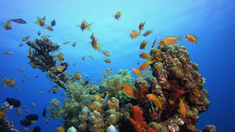 Tropical Underwater Sea Fishes. Tropical underwater sea fishes. Underwater fish reef marine. Tropical colorful seascape. Underwater reef. Reef coral scene. Coral garden seascape.
