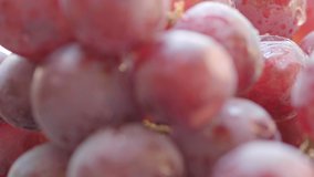 Close up footage of red grapes. Selective focus. Tracking shot.