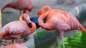 4K video of American flamingos, Thailand.