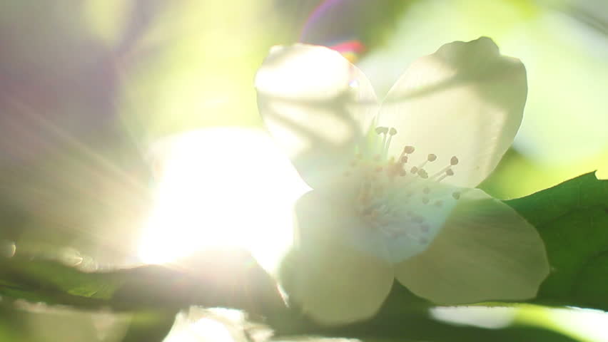 Sunlight In The Leaves 53