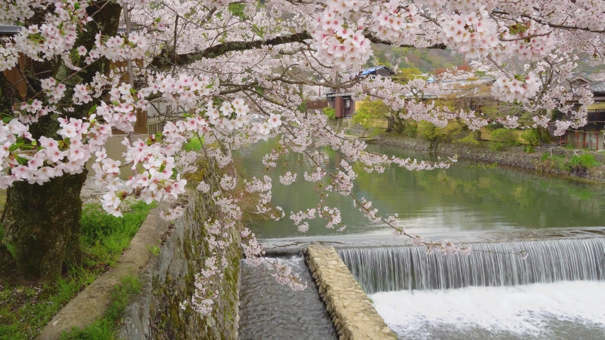 Kyoto Arashiyamas Cherry Blossoms, Spring Stock Footage Video (100% ...