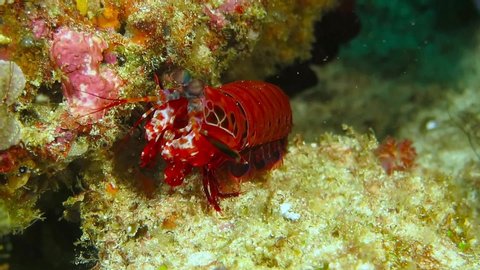 Red mantis shrimp (peacock mantis shrimp, Odontodactylus scyllarus) on the tropical coral reef. Colorful underwater video, scuba diving on the reef. Corals, fish and shrimp. Marine life in the sea.