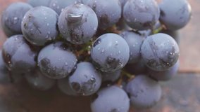 Top close up view of black grapes fruit. Selective focus. Panning to the left. Color graded.