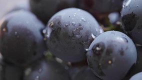 Close up view of black grapes fruit. Selective focus. Panning to the left. Color graded.