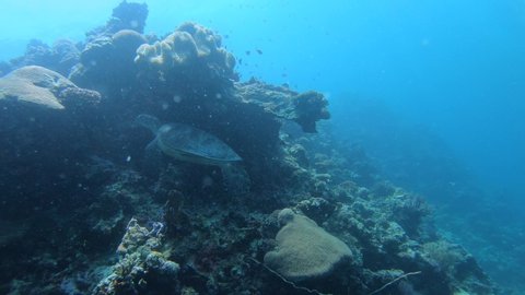 scuba diving at Cebu Moal Boal Point in the Philippines. 