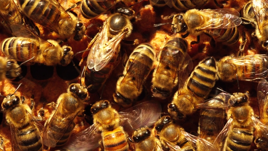 Honey Bee Queen And Worker Stock Footage Video 100 Royalty Free Shutterstock