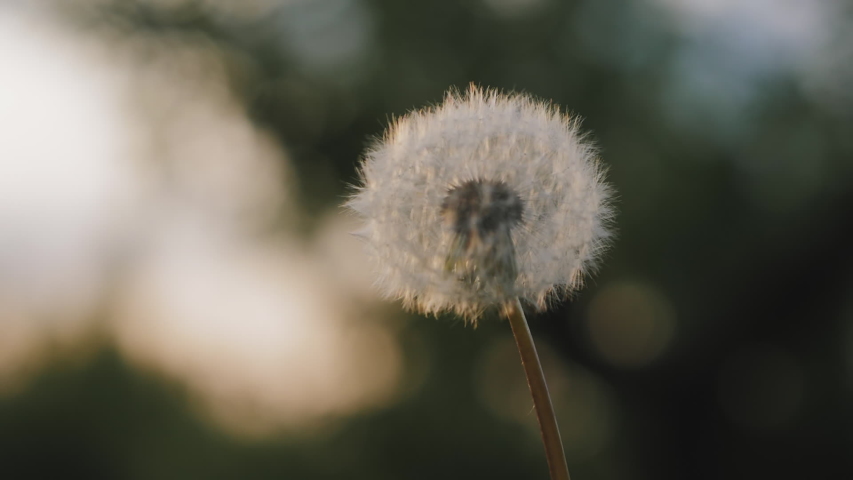 Fragile white dandelion blossom gets blown away by the spring wind. Close-up slow motion shot. Flower blossom is swept away Royalty-Free Stock Footage #1030156499