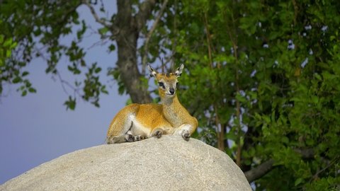 Male Klipspringer Antelope watches from atop a boulder