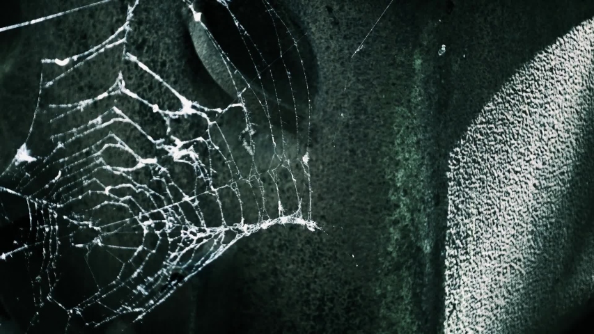 Spider web close up macro in front of rustic metal plate. Light camera movement, colorized. Halloween, spooky or lost place concept.
