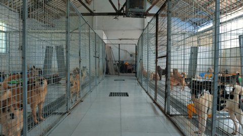 Suzhou, China - May 4, 2019: Gimbal steadicam shot of sad dogs in shelter behind fence waiting to be rescued and adopted to new home. Shelter for animals concept