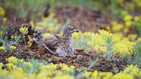 Eurasian stone curlew (Burhinus oedicnemus) turns the eggs on the nest