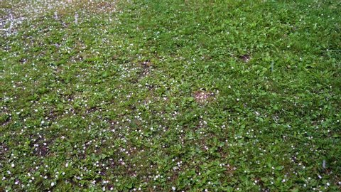 Large hail falls on the green grass.