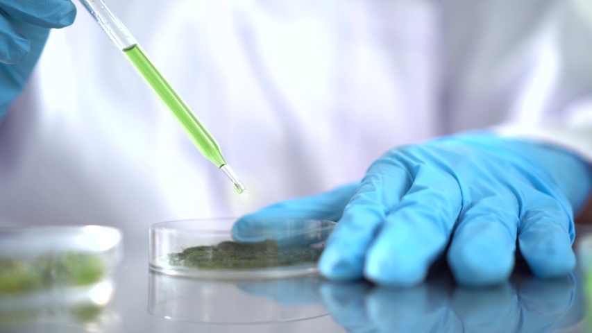 Scientists are working on research on algae and bioenergy in the energy laboratory, or health care medicine vaccine research for protection of coronavirus COVID-19 | Shutterstock HD Video #1030168973