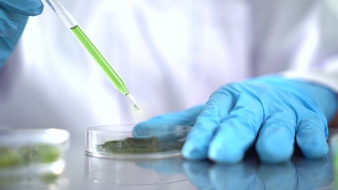 Scientists are working on research on algae and bioenergy in the energy laboratory, or health care medicine vaccine research for protection of coronavirus COVID-19