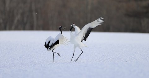 Red Crown crane dancing in Snow Hokkaido Japan
