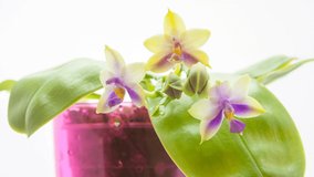 Blooming Time Lapse of beautiful orchid  on a white background