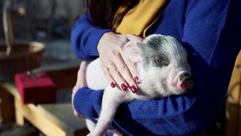 Unidentified woman is stroking little piglet laying in her hands and having a nap