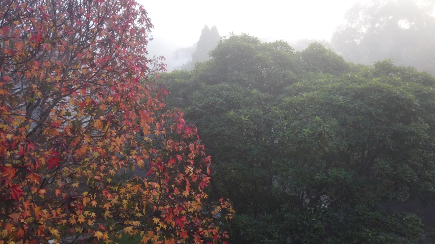 Maple tree starting to turn leaves from green to beautiful yellow red foliage as autumn fall arrive in misty cooling early morning 