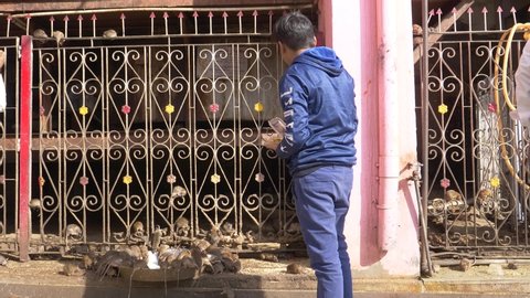 A child feed rats at Karni Mata Temple