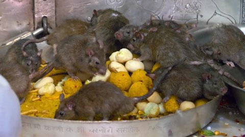 Rats eat inside Karni Mata Temple