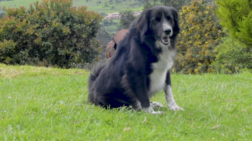 karakachanska ovcharka