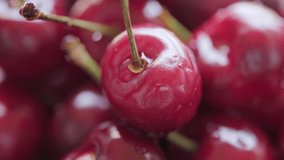 Close up footage of fresh cherry fruits. Selective focus. Panning to the right.