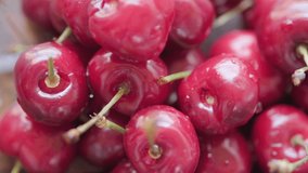 Close up footage of fresh cherry fruits. Selective focus. Panning to the left.