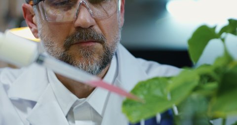 Medium close-up of a male scientist dropping liquid onto green leaves with a pipette