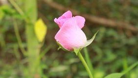 Beautiful pink rose flower in garden in spring or summer.