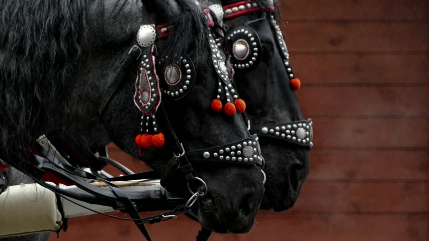 There are a pair of black horses in harness. Two horses breathe steam through the nostrils.