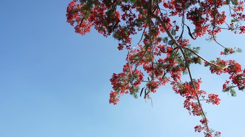 Branch of The Flame Tree, Flamboyant, Royal Poinciana with red flowers blown by the wind with blue sky background. Video. 4K. 