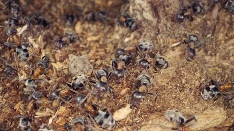 A colony of Red wood ant on a rotten stump. Super macro 