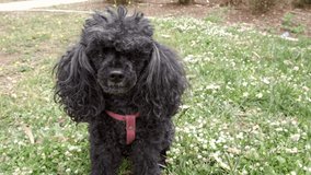 Little black dog sits on the lawn in the park. Cute Poodle looking at his owner and nodding his head. Walking with dog, pet care.