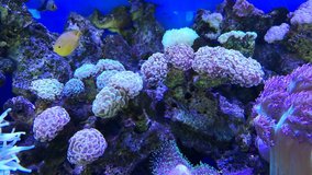 Footage of underwater marine life with beautiful soft coral