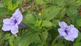 Beautiful purple ruellia tuberosa flower in green nature garden with leafs. Also known as Cracker plant, Fever root, Meadow weed, Minnie root,Pink-striped, trumpet lily, Popping pod, Snapdragon root.