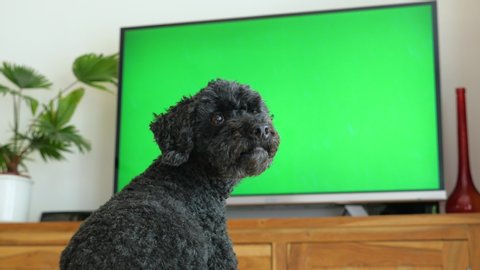 Dog (poodle) sitting in front of the TV, green screen