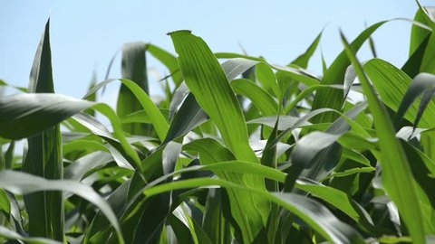 Corn in Field
