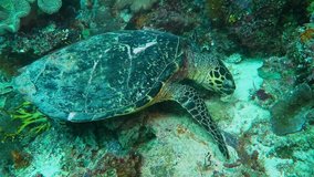 Sea turtle feeding in the deep tropical sea. Marine animal behavior, underwater video. Scuba diving with the turtles. Aquatic life footage. 