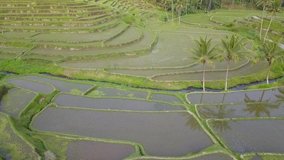 Beautiful terraced paddy fields on hills beside river. Footage video for world food / agriculture / ag day. Beautiful rice terraces in Bali. Aerial view Pamotan, Dampit, Malang, East Java / Indonesia