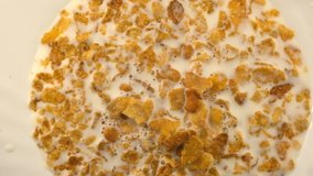 Corn sweet dry flakes in milk close-up macro video clip