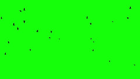 Flight of a black raven crow on a green background Chromakey footge Seamless Loop Black birds flying from right to left big birds